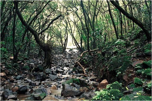 Monsoon Forest Tāla Exterior foto